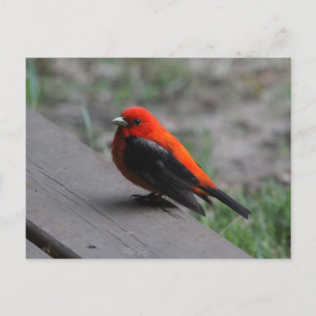 Scarlet Tanager Bird Postcard (Front)