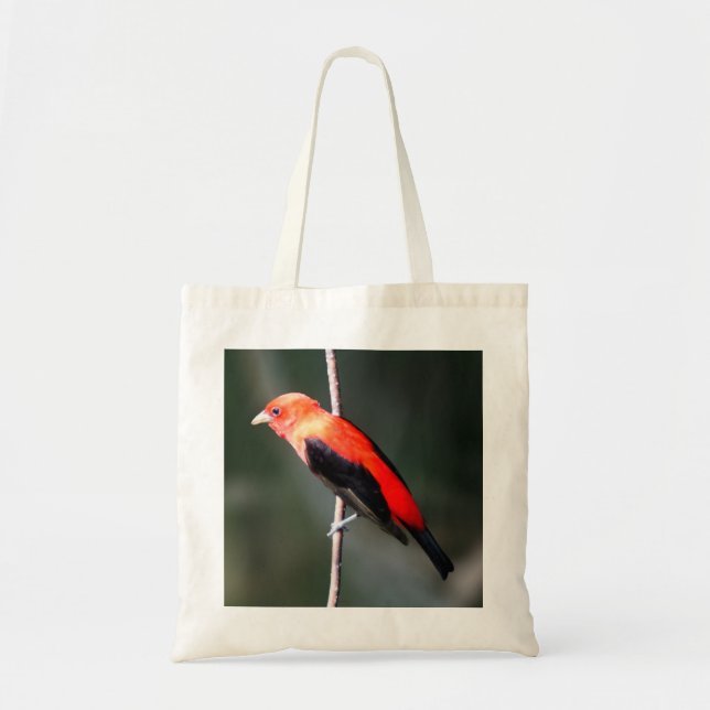 Scarlet Tanager Budget Tote Bag (Front)