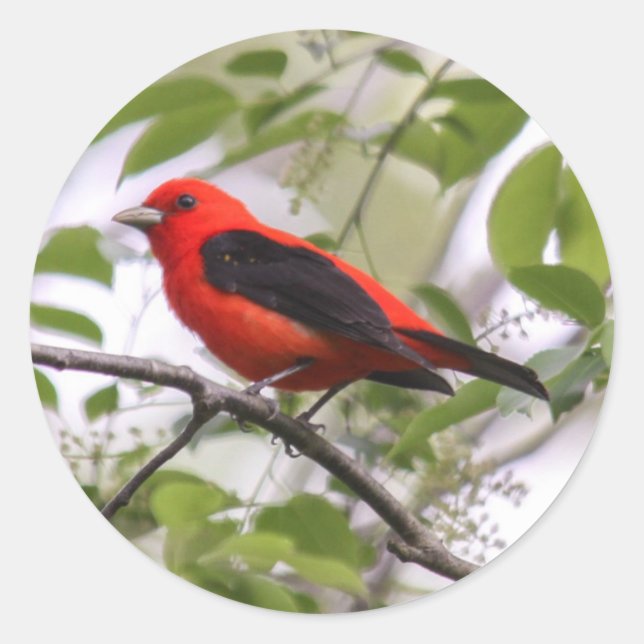 Scarlet Tanager Classic Round Sticker (Front)