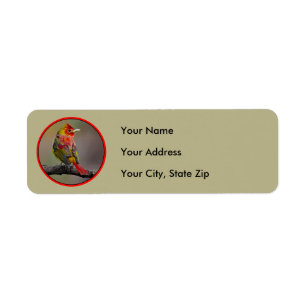 Scarlet Tanager Molting - Original Photograph