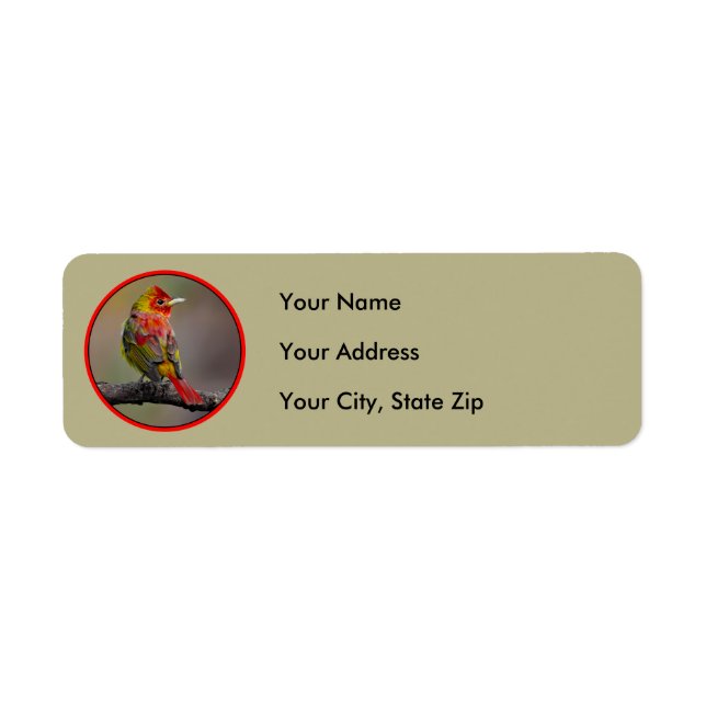 Scarlet Tanager Molting - Original Photograph (Front)