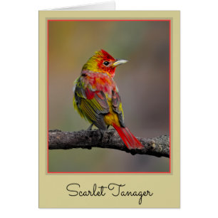 Scarlet Tanager Molting - Original Photograph