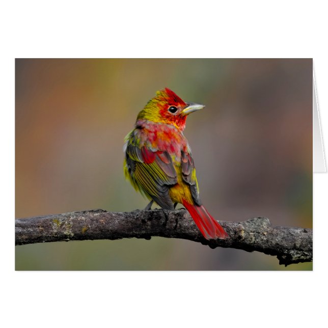 Scarlet Tanager Molting - Original Photograph (Front Horizontal)