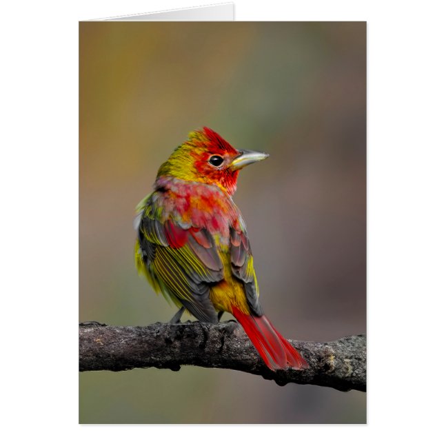 Scarlet Tanager Molting - Original Photograph (Front)