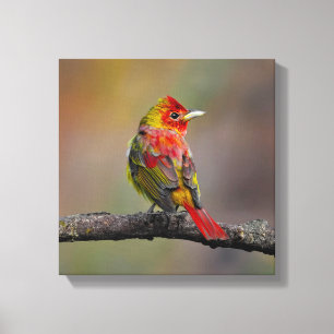 Scarlet Tanager Molting - Original Photograph Canvas Print