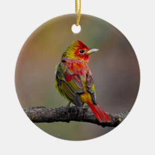 Scarlet Tanager Molting - Original Photograph Ceramic Tree Decoration