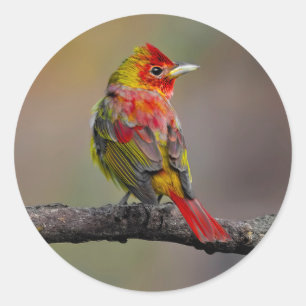 Scarlet Tanager Molting - Original Photograph Classic Round Sticker