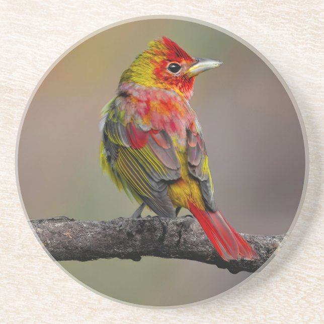 Scarlet Tanager Molting - Original Photograph Coaster (Front)