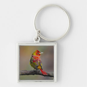 Scarlet Tanager Molting - Original Photograph Key Ring