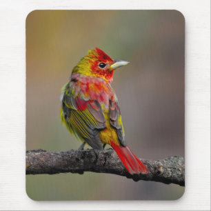 Scarlet Tanager Molting - Original Photograph Mouse Mat