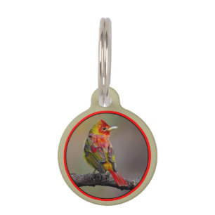 Scarlet Tanager Molting - Original Photograph Pet Tag