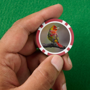 Scarlet Tanager Molting - Original Photograph Poker Chips