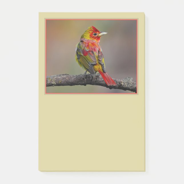 Scarlet Tanager Molting - Original Photograph Post-it Notes (Front)