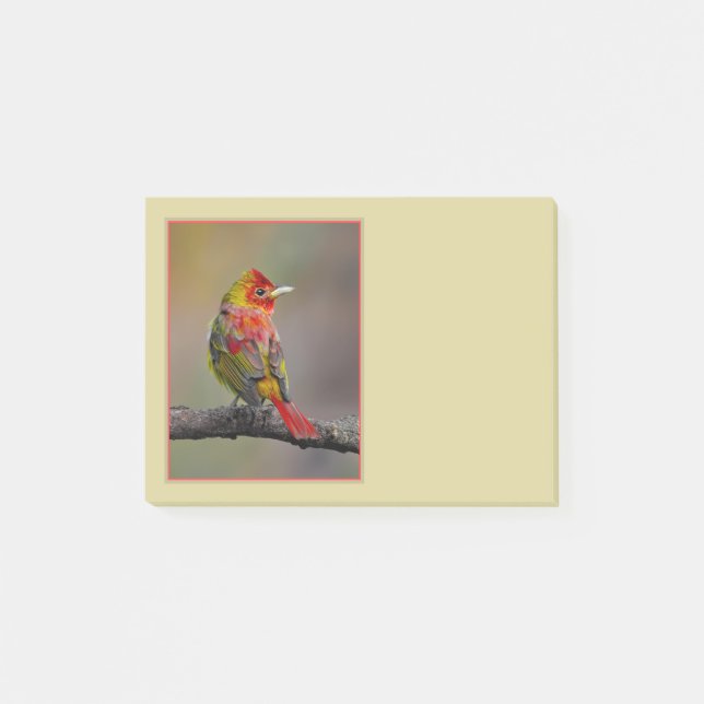 Scarlet Tanager Molting - Original Photograph Post-it Notes (Front)