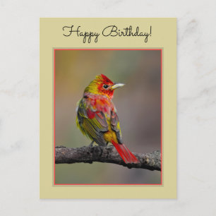 Scarlet Tanager Molting - Original Photograph Postcard