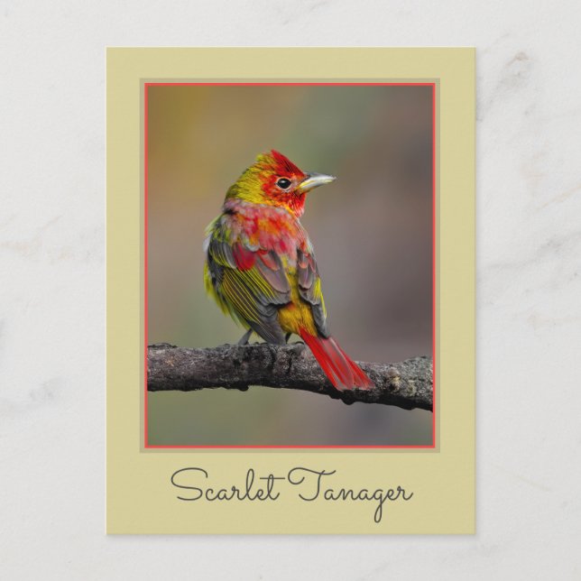 Scarlet Tanager Molting - Original Photograph Postcard (Front)