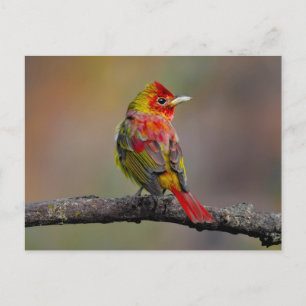 Scarlet Tanager Molting - Original Photograph Postcard