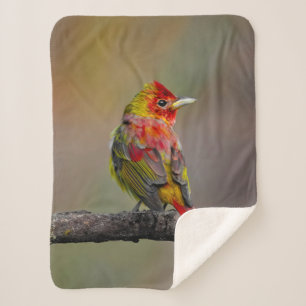 Scarlet Tanager Molting - Original Photograph Sherpa Blanket