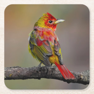 Scarlet Tanager Molting - Original Photograph Square Paper Coaster