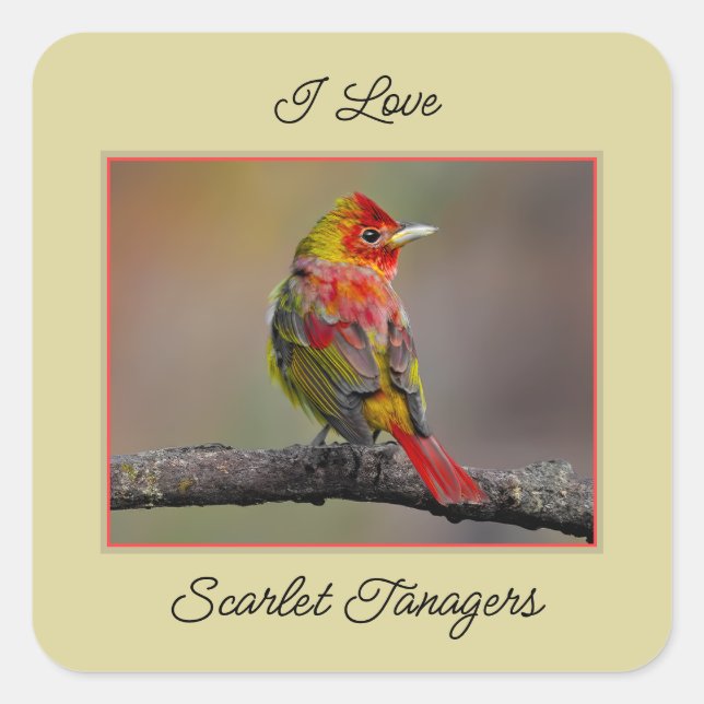 Scarlet Tanager Molting - Original Photograph Square Sticker (Front)