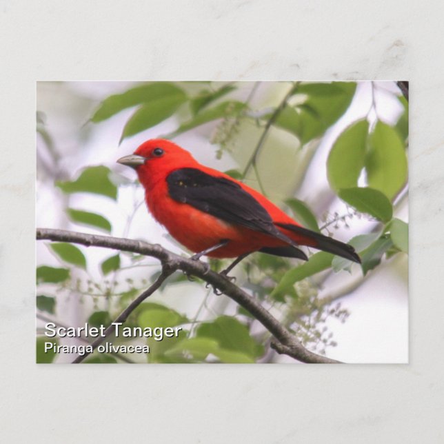 Scarlet Tanager Postcard (Front)
