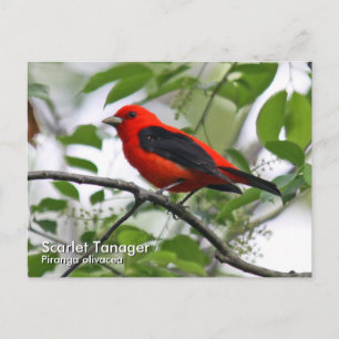 Scarlet Tanager Postcard