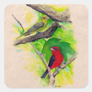 Scarlet Tanagers Painting Square  Square Sticker