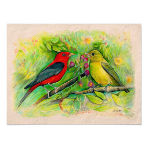 Scarlet Tanagers Watercolor Coloured Pencil Drawin Photo Print