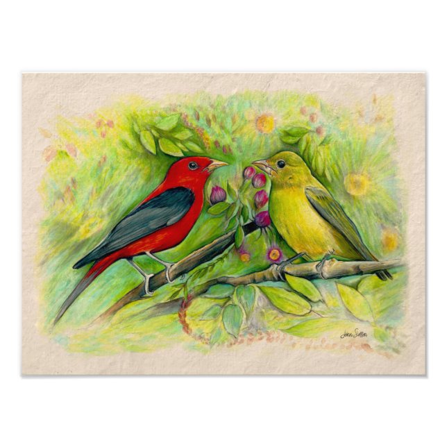 Scarlet Tanagers Watercolor Coloured Pencil Drawin Photo Print (Front)