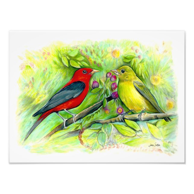 Scarlet Tanagers Watercolor Coloured Pencil Drawin Photo Print (Front)