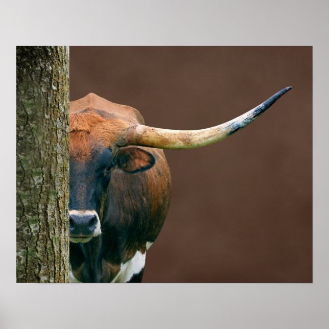 Scarlet - Texas Longhorn Cow Poster (Front)