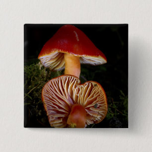 Scarlet Waxcap Mushroom 15 Cm Square Badge