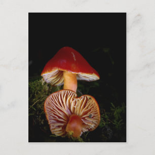 Scarlet Waxcap Mushroom Postcard