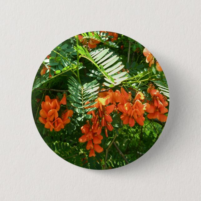Scarlet Wisteria (Sesbania punicea) OBX Button (Front)
