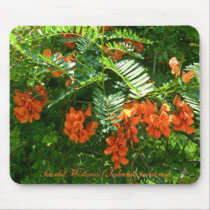 Scarlet Wisteria (Sesbania punicea) OBX NC Series Mouse Mat