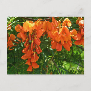 Scarlet Wisteria (Sesbania punicea) OBX NC Series Postcard