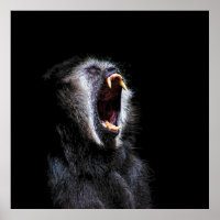 Scary Black Gibbon Monkey Vicious Fanged Teeth