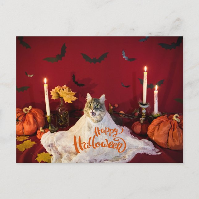 Scary Cat in Funny Halloween Costume  Holiday Postcard (Front)