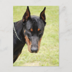 scary doberman postcard