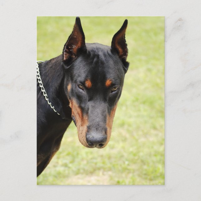 scary doberman postcard (Front)