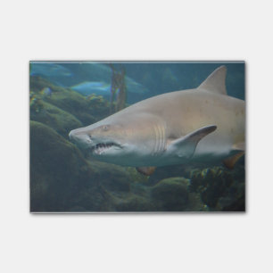 Scary Great White Shark Post-it Notes