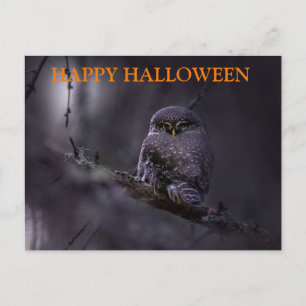 Scary Halloween Night with Owls Postcard