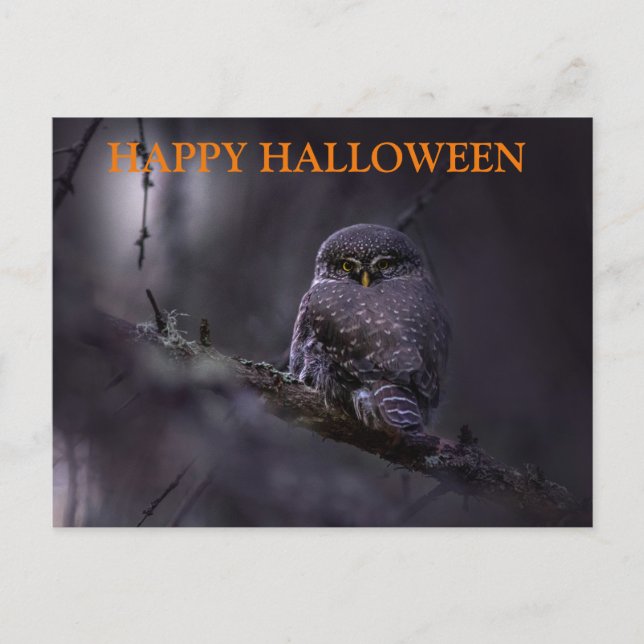 Scary Halloween Night with Owls Postcard (Front)