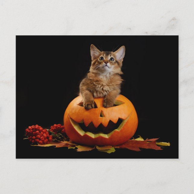 Scary Halloween Pumpkin And Somali Kitten Postcard (Front)