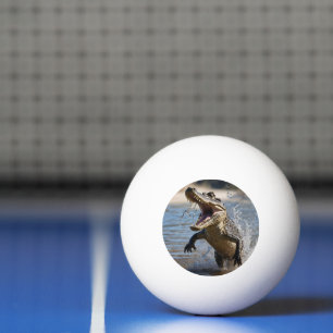 Scary Jaws: Australian Crocodile Leaping Ping Pong Ball