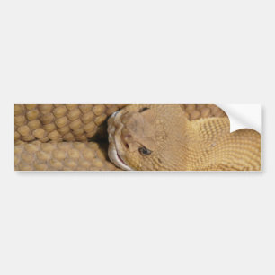 Scary Rattlesnake Photo Bumper Sticker