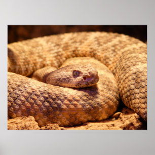 Scary Spotted Rattlesnake Poster