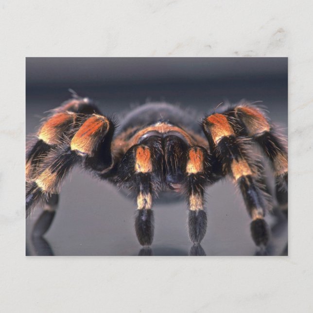 Scary Tarantula spider Postcard (Front)