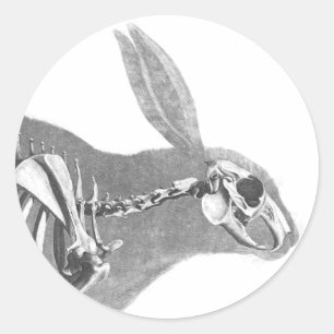 Scary vintage bunny skeleton classic round sticker