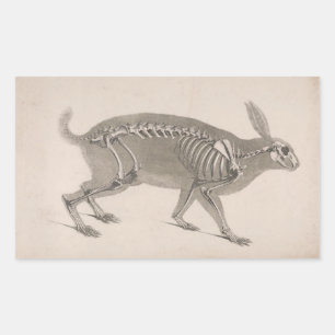 Scary vintage bunny skeleton rectangular sticker